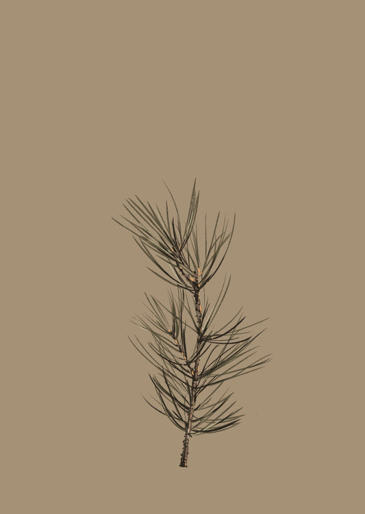 Winter twig